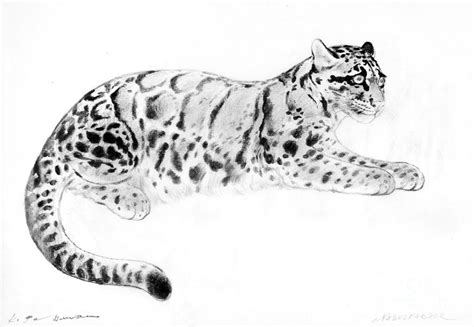 Clouded leopard Drawing by Kurt Tessmann - Pixels