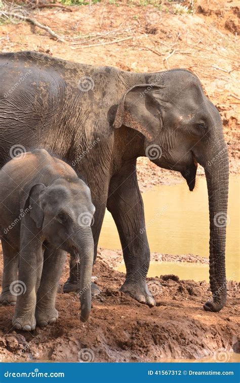 Mother and Baby Elephant Bathing Stock Photo - Image of indian, water ...