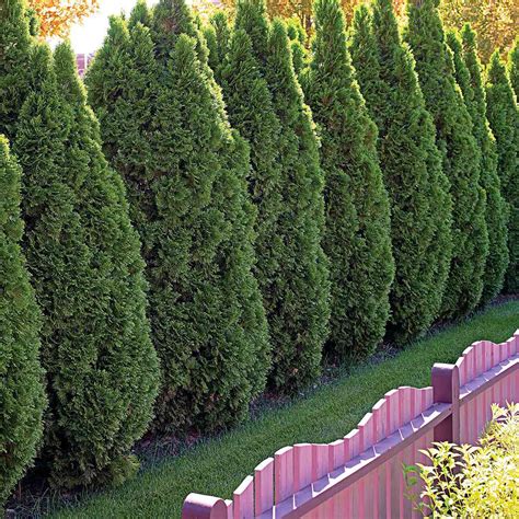 The 10 Best Evergreen Trees for Privacy and Year-Round Greenery