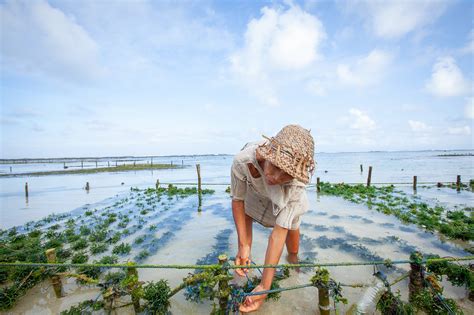 Seaweed Farming May Help Tackle Global Food Insecurity | Tufts Now