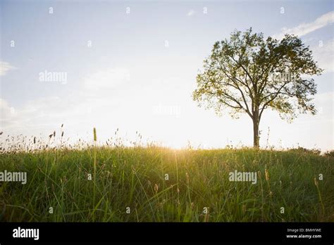 Field at sunset Stock Photo - Alamy