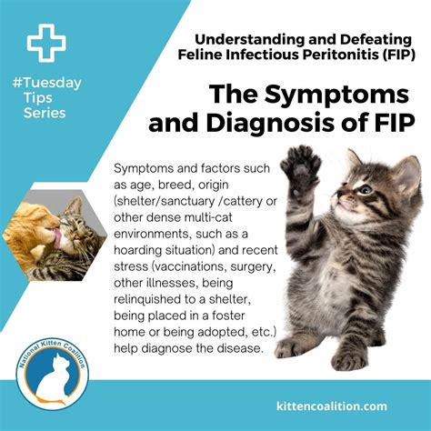 The Symptoms and Diagnosis of FIP: Part 3 of 5 - National Kitten Coalition