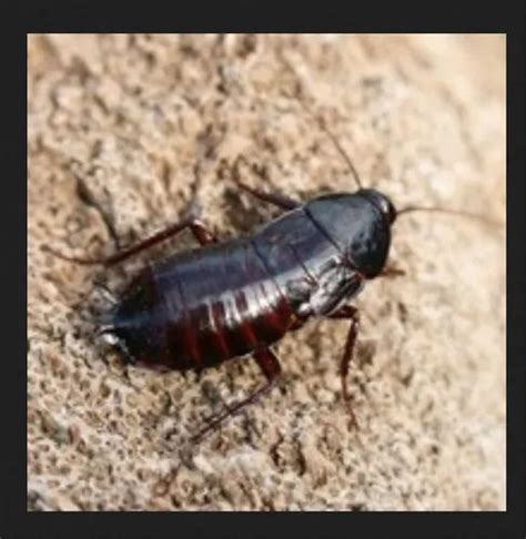 Oriental Cockroach Pest Control Service in Mysore, Ashrith Pest Control ...