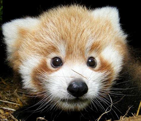 Thai Panda: Just too cute! Adorable red panda cubs born at British zoo ...