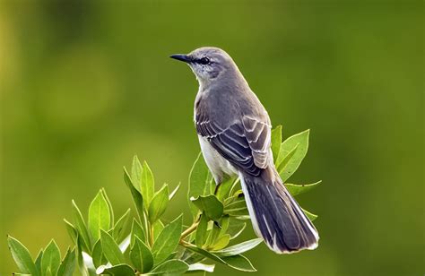 Mockingbird - Wikipedia