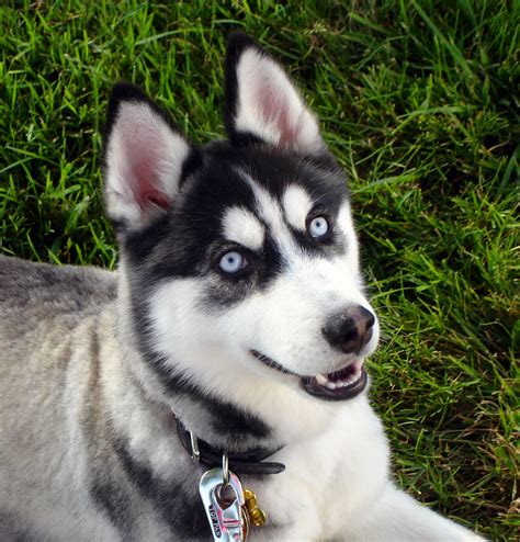 Happy Siberian Husky dog photo and wallpaper. Beautiful Happy Siberian ...