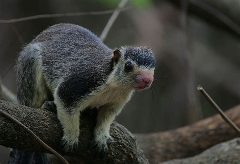 Six cool squirrel species … because it's Squirrel Appreciation Day ...