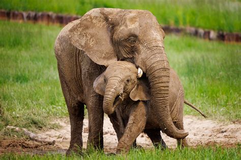 Mother And Baby Elephant Free Stock Photo - Public Domain Pictures