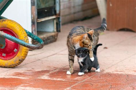 Premium Photo | Mom cat teaches her kittens