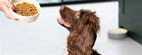 spaniel looking up at dog food bowl