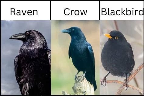 Ravens Vs Crows Vs Blackbirds | Earth Life