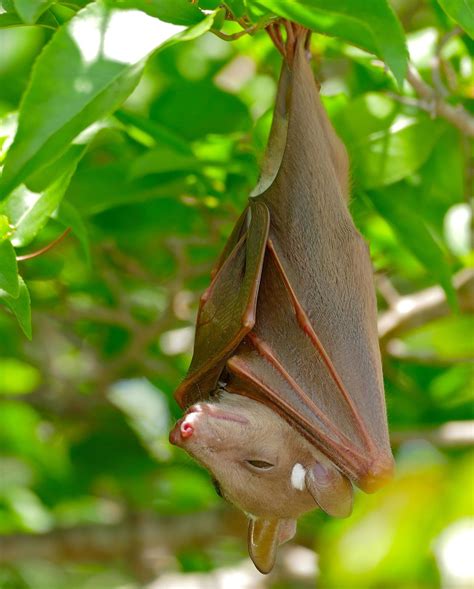 Fruit bat | mammal | Britannica