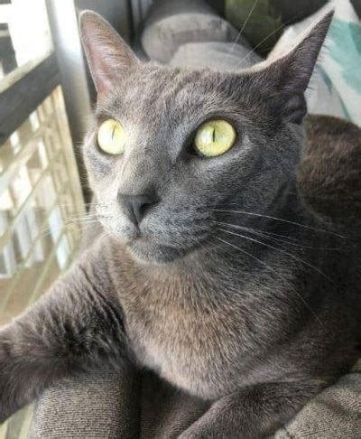 Siamese Russian Blue Mix Cat For Adoption Honolulu HI - Adopt Nui