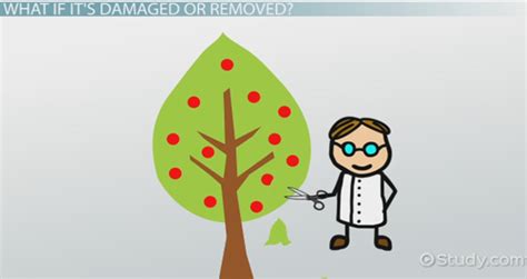 Apical Meristem | Definition, Function & Location - Lesson | Study.com