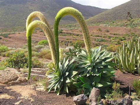 Agave attenuata (Fox Tail Agave) - World of Flowering Plants