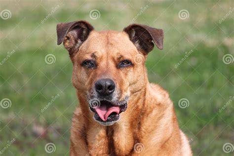 Loyal canine friend stock image. Image of canine, friendly - 20584457