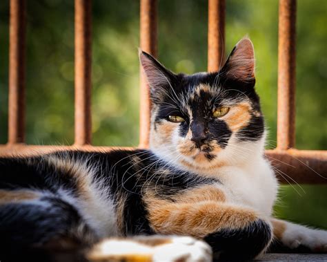 Calico Cat Names: 108 Names For Stunning Tri-Colored Felines