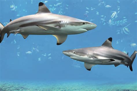 Black Tip Reef Sharks | SEA LIFE Bangkok Ocean World