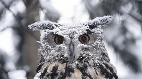 Snowy Owl wallpaper | 1920x1080 | #59096