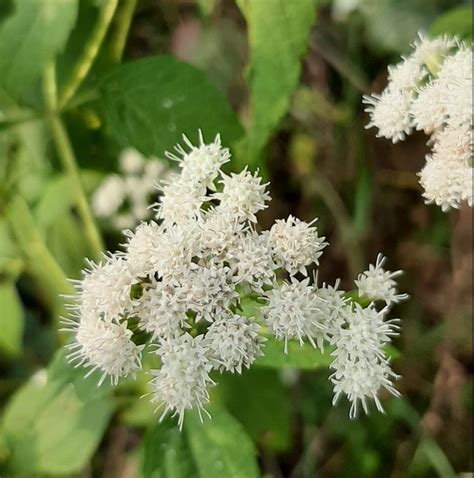 White Snakeroot (Ageratina altissima) Pollinator nutrition in the fall ...