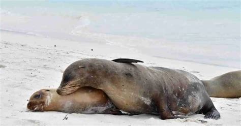 Sea Lion Behavior - AnimalBehaviorCorner