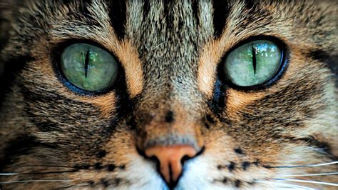 Cat Eyes Wallpapers - Top Free Cat Eyes Backgrounds - WallpaperAccess