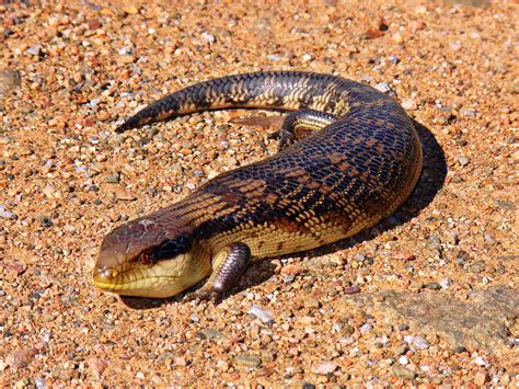 Skink - Wikipedia