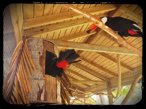 nesting Toco toucans | Adventures in Toucanland