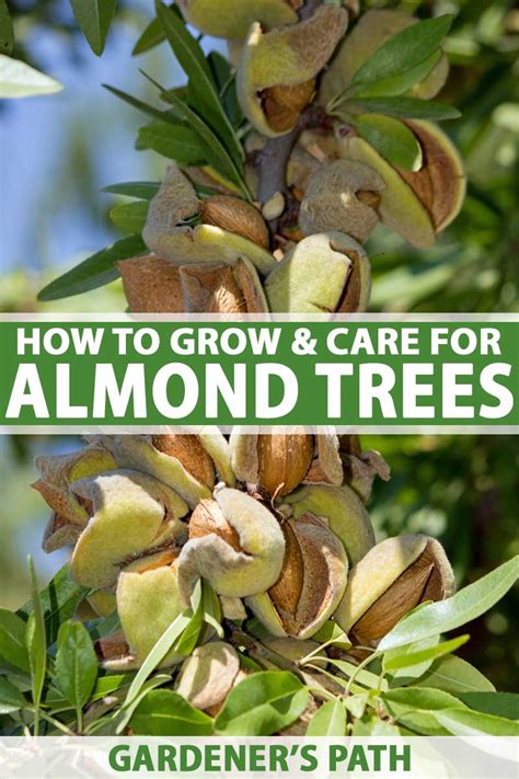 How to Plant, Grow, and Care for Almond Trees | Gardener's Path