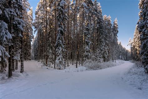 Beautiful Winter Forest in Sweden in Sunlight and Blue Sky Stock Photo ...