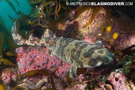 Swellshark Images, Free Swellshark Images Photo, #18939