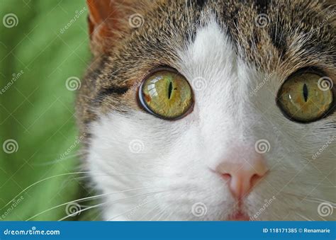 Domestic Cat with Big Bright Hazel Colored Eyes, Soft Pink Nose and ...