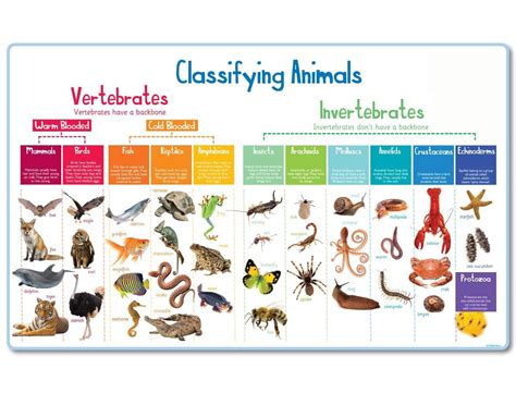 Animal Classification Mural