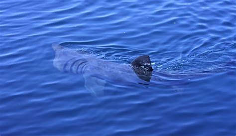 Basking shark (Cetorhinus maximus) | Natural History Museum