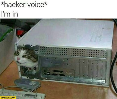 Hacker voice: I’m in cat inside a PC computer | StareCat.com