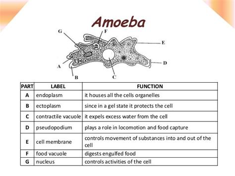 Amoeba & chlorella