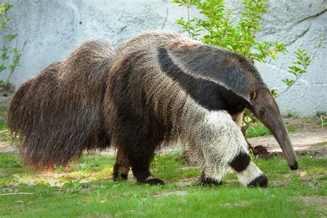 Giant Ant-eater | Giant anteater, Weird animals, Anteater