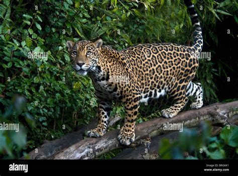 Jaguar hunting hi-res stock photography and images - Alamy