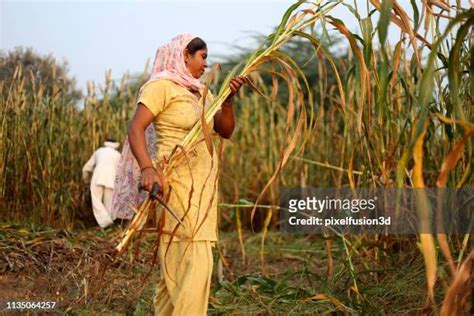 989 Millet Field Stock Photos, High-Res Pictures, and Images - Getty Images