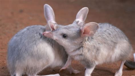 Dreamworld Gold Coast shows off baby bilbies | Gold Coast Bulletin