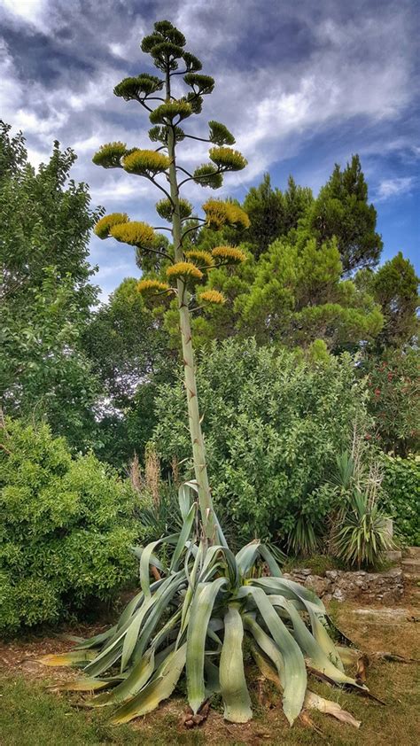 Agave (Agave, Century Plant) | North Carolina Extension Gardener Plant ...