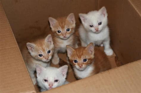 When is Kitten Season and What You Need to Know About it