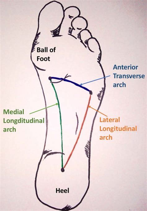 The Arches of the Foot - Longitudinal - Transverse - TeachMeAnatomy