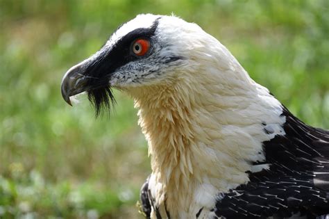 30 Bearded Vulture Facts: Bone-Eating Bird of Prey - Facts.net