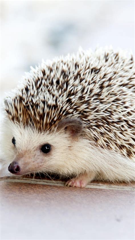 Hedgehog In Spring Wallpapers - Wallpaper Cave