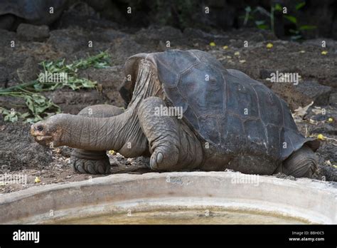 ‘Lonesome George’ Pinta Island Giant Galapagos Tortoise (Chelonoidis ...