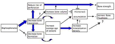 Bisphosphonates: Effects on bone