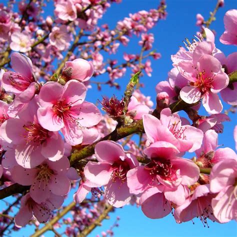 Peach tree - planting, care and pruning tree, varieties