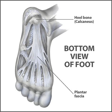 Ball Feet Bone Anatomy