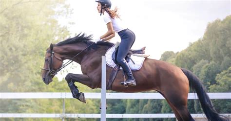 The Best Horse Breeds For Jumping